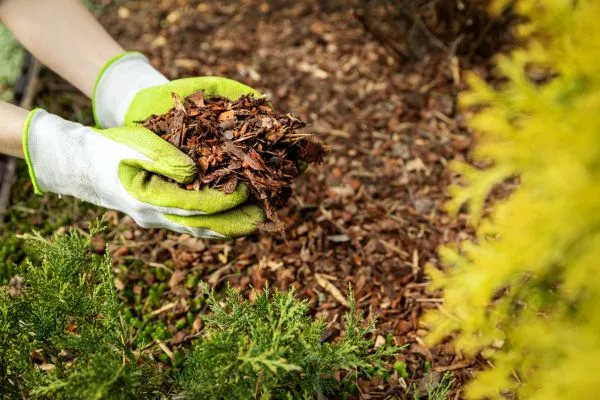 Mulching Services chocowinity nc