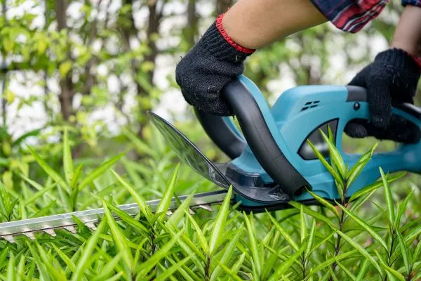 Trimming and Pruning plants in chocowinity nc