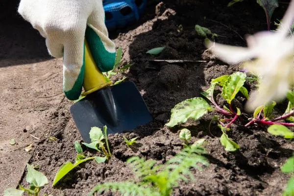 Edging and Weed Control