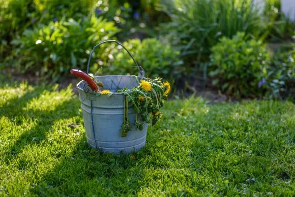 Weed Control service in Vanceboro NC