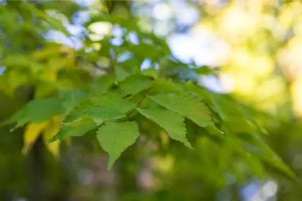 Japanese Zelkova for Landscape
