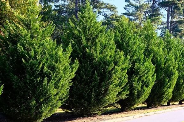 Leyland Cypress Trees in Landscape